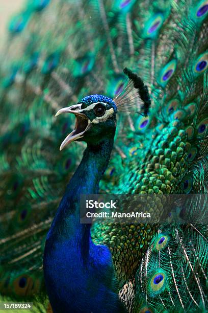 Peacock Rozmowy - zdjęcia stockowe i więcej obrazów Wrzeszczeć - Wrzeszczeć, Przemówienie, Paw