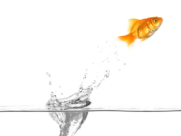 Goldfish Jumping Water Drop stock photo