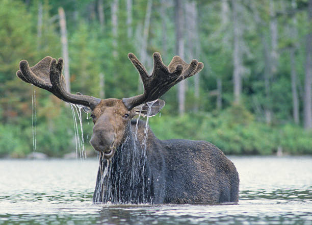 Happy Moose Moose feeding in a Maine pond bull moose stock pictures, royalty-free photos & images