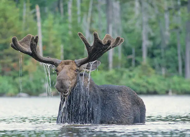 Moose feeding in a Maine pond