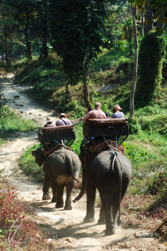 Eco elephant trekking in the Jungle (Chiang Mai/Thailand).