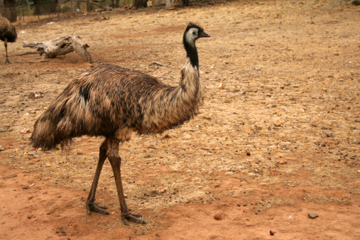 Emu (Dromaius novaehollandiae) is the second-largest living bird by height, after its relative ostrich. It is endemic to Australia where it is the largest native bird. They are soft-feathered, brown, flightless birds with long necks and legs. They forage for a variety of plants and insects, but have been known to go for weeks without eating. The bird is an important cultural icon of Australia, appearing on the coat of arms and various coins. It also features prominently in Indigenous Australian mythology.