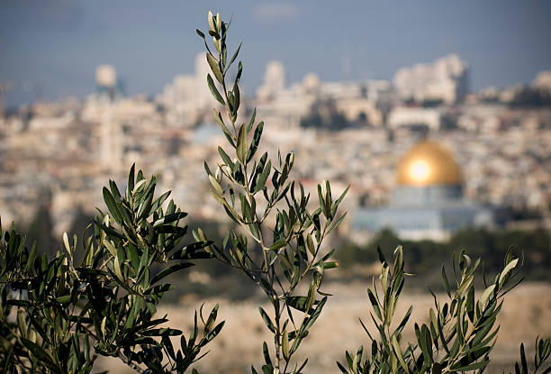 올리브 트리 in 예루살렘 - mount of olives 뉴스 사진 이미지