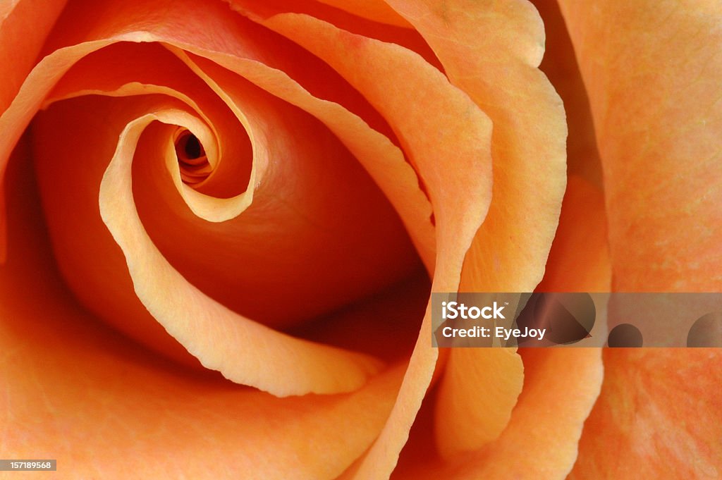 Zapaleni pomarańczowy Rose - Zbiór zdjęć royalty-free (Kwiat - Roślina)
