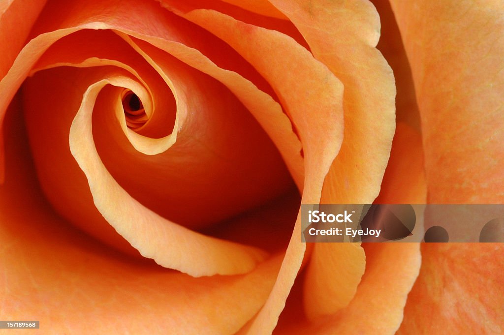 Rosa laranja Ardente - Royalty-free Espiral Foto de stock