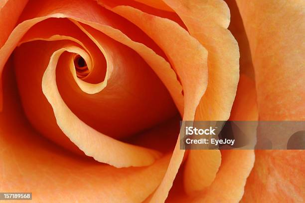 Rosa Laranja Ardente - Fotografias de stock e mais imagens de Espiral - Espiral, Flor, Macrofotografia