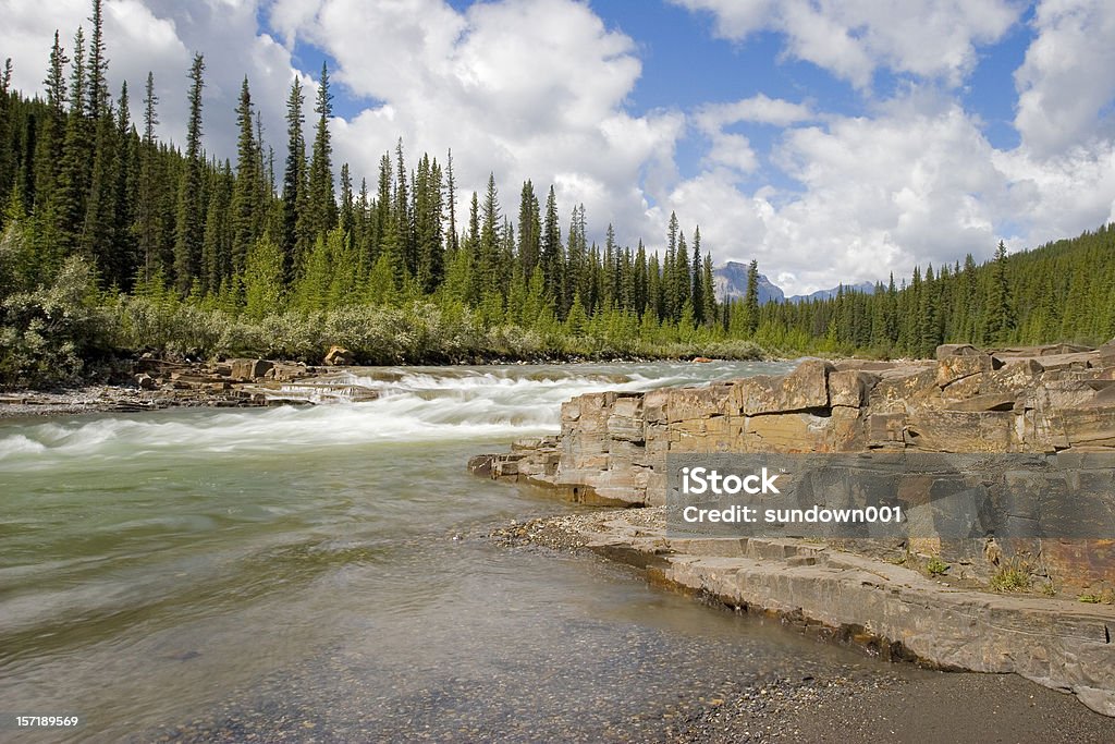 Río de Bighorn - Foto de stock de Abeto Picea libre de derechos