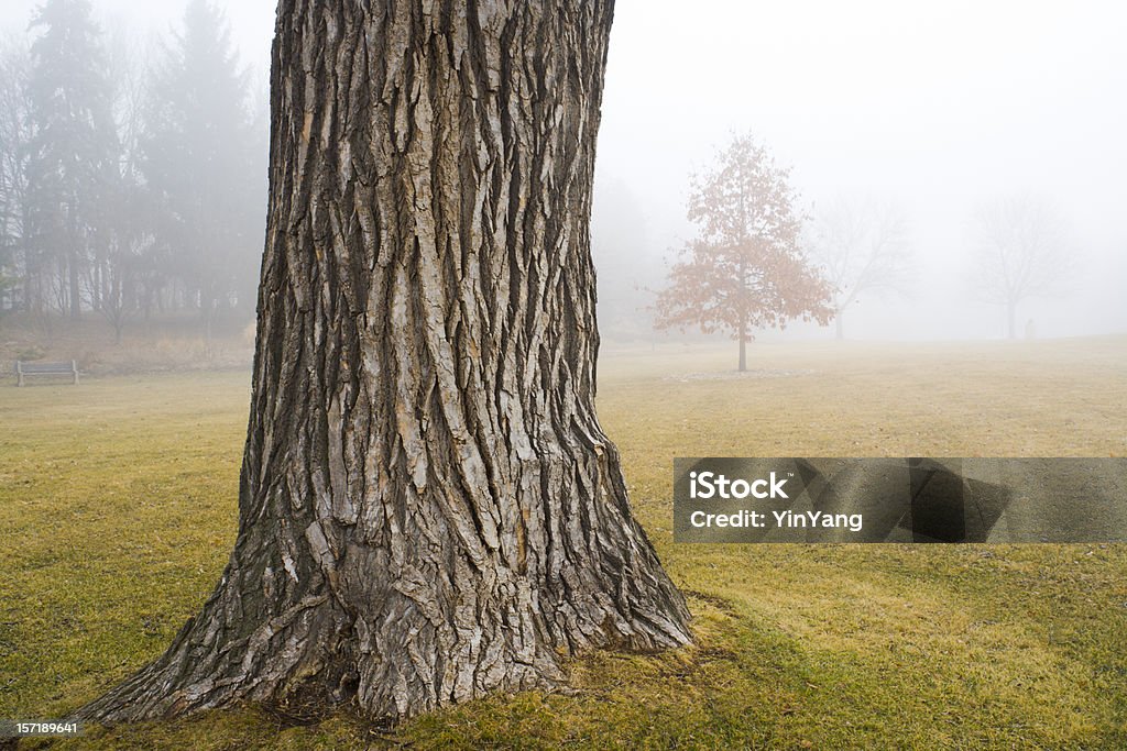 Viejo tronco de árbol de roble en otoño niebla en el parque - Foto de stock de Troncos libre de derechos