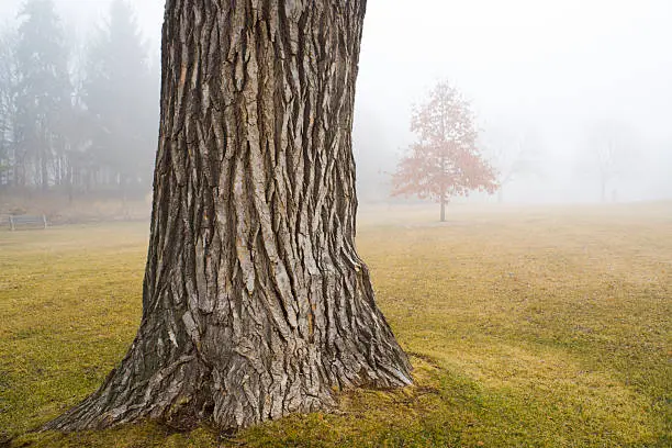 A misty morning fog in the park, Minneapolis, Minnesota, USA. An old tree trunk in focus in the foreground with young trees and forest in the cloudy fog in the background. A moody, quiet, soft outdoors overcast landscape with no people and copy space.