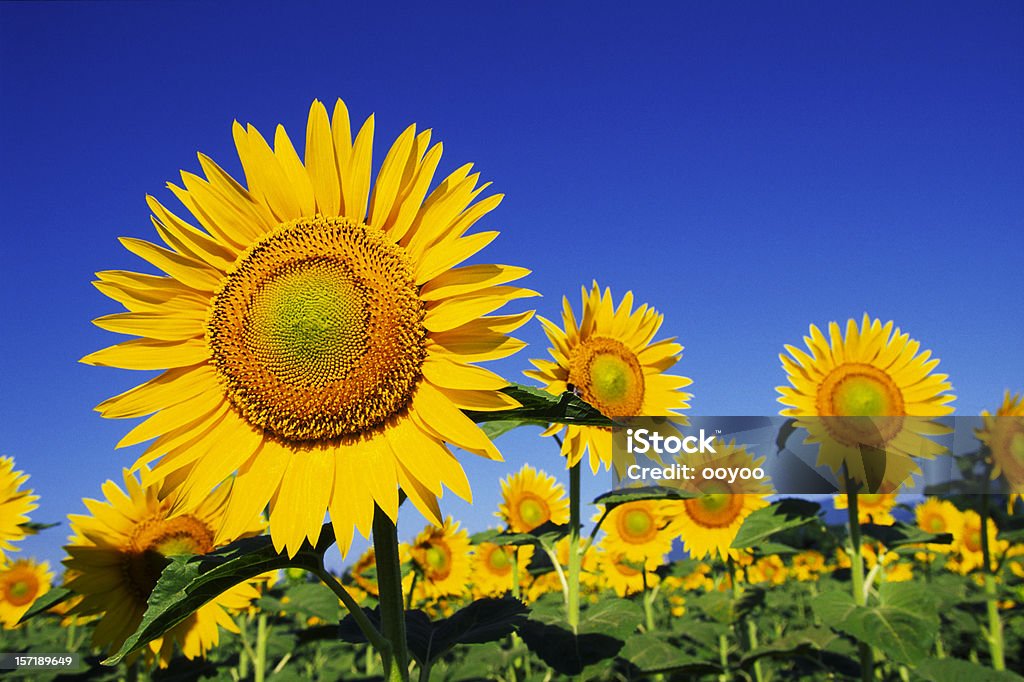 Sunflowers contra el cielo azul - Foto de stock de Girasol libre de derechos