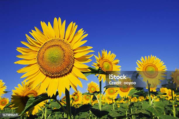 Sunflowers Contra El Cielo Azul Foto de stock y más banco de imágenes de Girasol - Girasol, Cielo, Azul