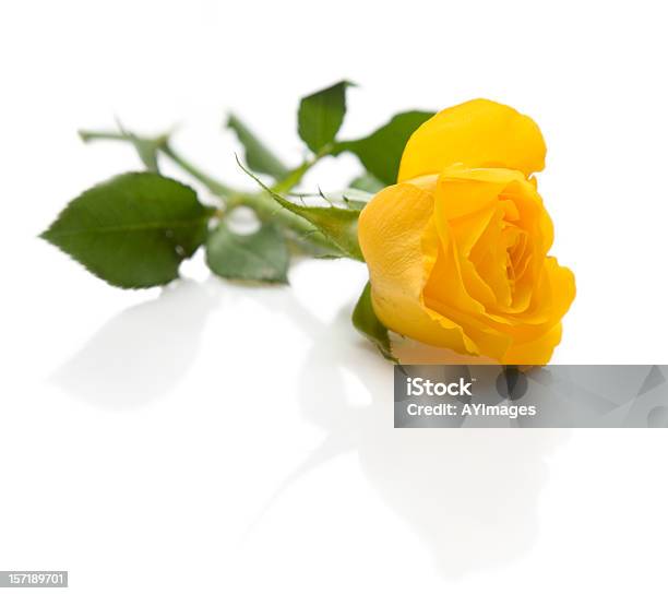 Rosa Amarela Sobre Fundo Branco - Fotografias de stock e mais imagens de Espinho - Espinho, Fotografia de Estúdio, Rosa - Flor