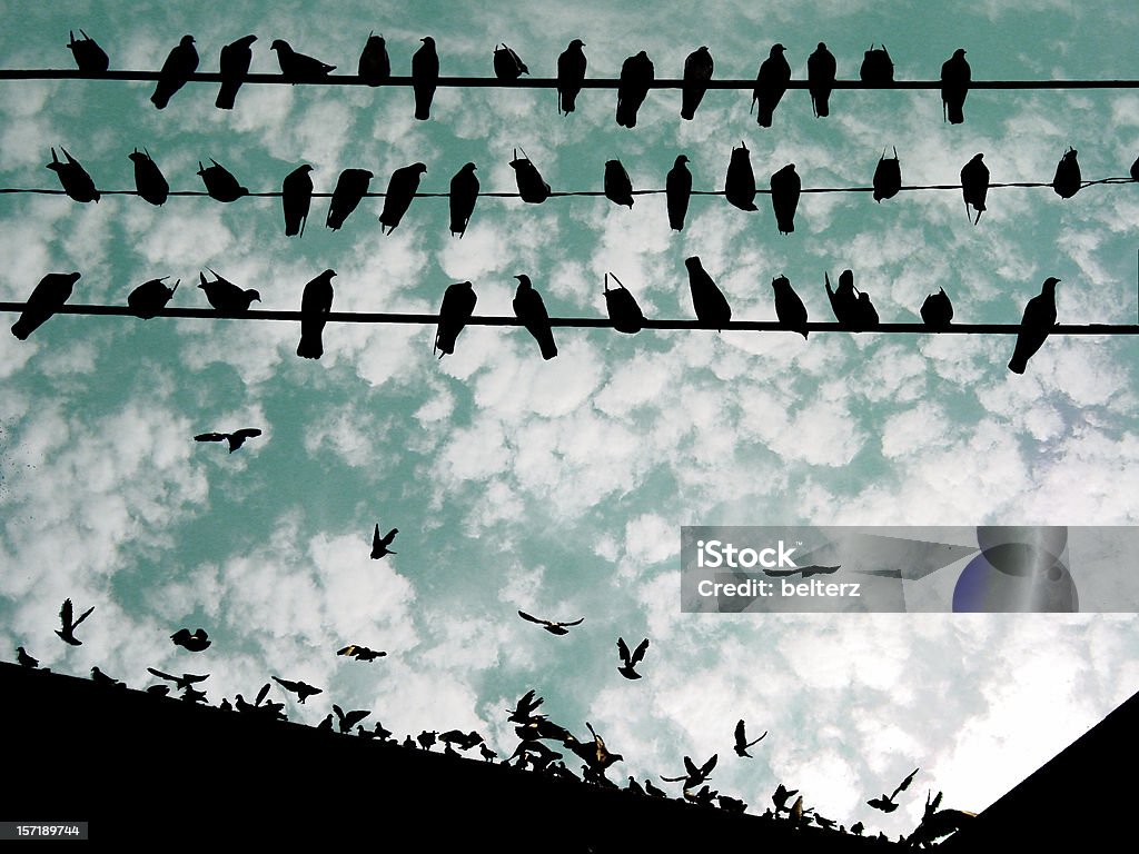 Das Vögel - Lizenzfrei Vogel Stock-Foto