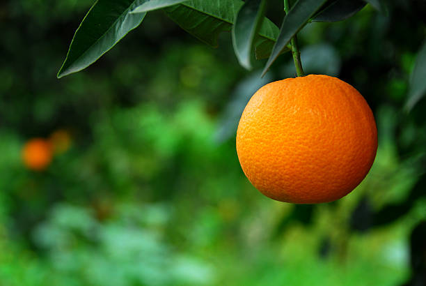 Orange in Orchard (Close up)  valencia orange photos stock pictures, royalty-free photos & images