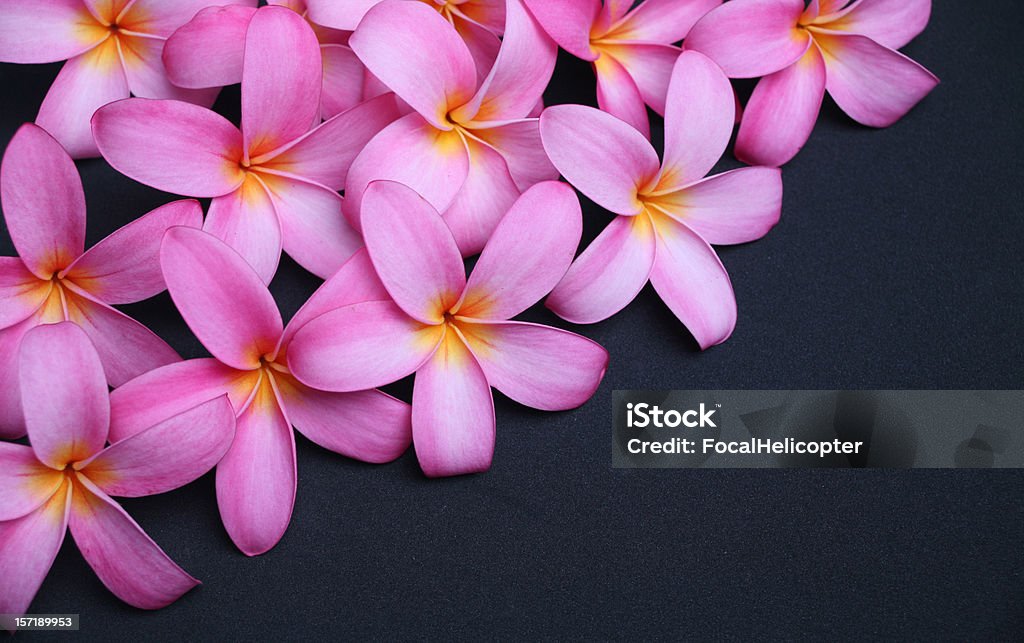 plumeria auf Schwarz - Lizenzfrei Blume Stock-Foto