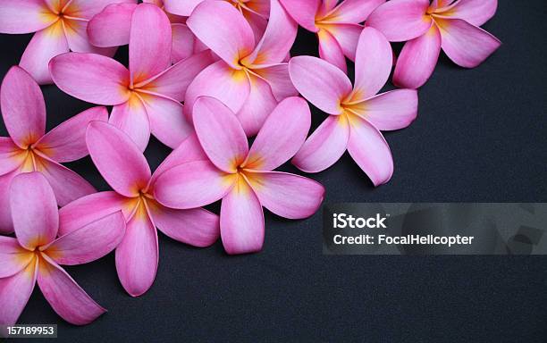 Plumeria Sobre Preto - Fotografias de stock e mais imagens de Cor de rosa - Cor de rosa, Flor, Flor tropical
