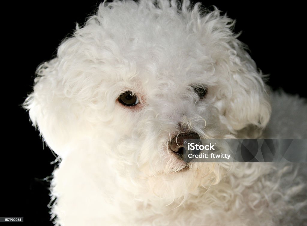 Bichón primer plano - Foto de stock de Animal doméstico libre de derechos