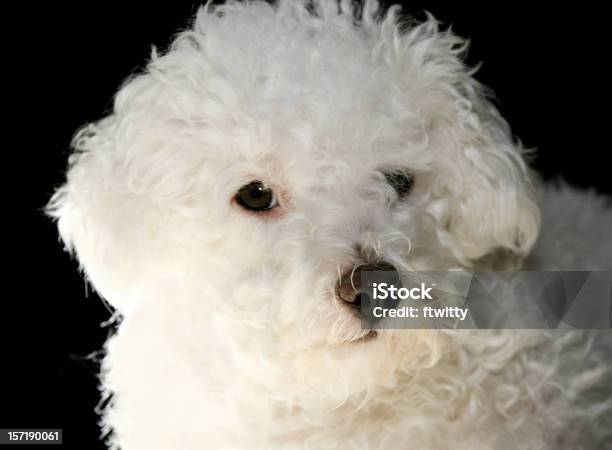 Bichon Closeup - Fotografias de stock e mais imagens de Animal Doméstico - Animal Doméstico, Bichon, Bichon frise