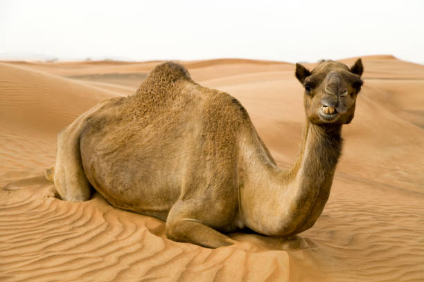 happy kamel - herbivorous animals in the wild camel hoofed mammal stock-fotos und bilder