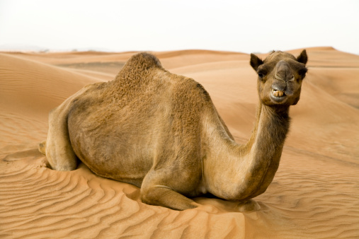 Camels with traditional dresses,waiting beside road for tourists for camel ride in Sea line, Qatar.