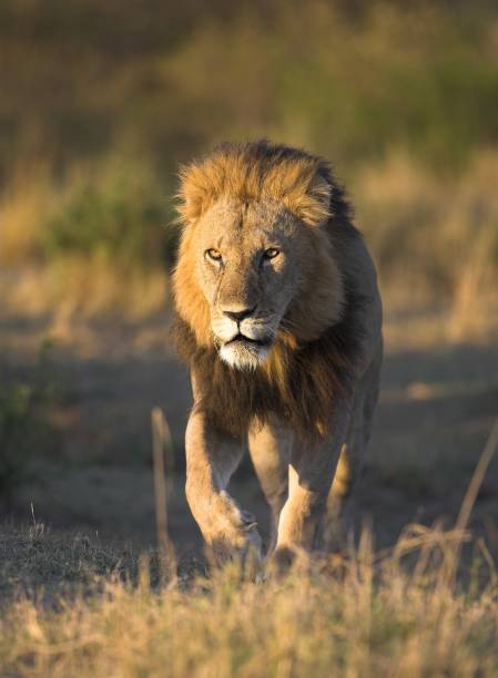 istock Male lion on the prowl, Kenya 157190142