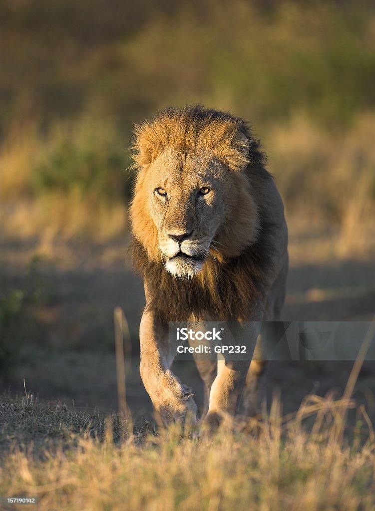 Male lion on the prowl, Kenya Male lion on the prowl, Masai Mara Reserve, Kenya Africa Stock Photo