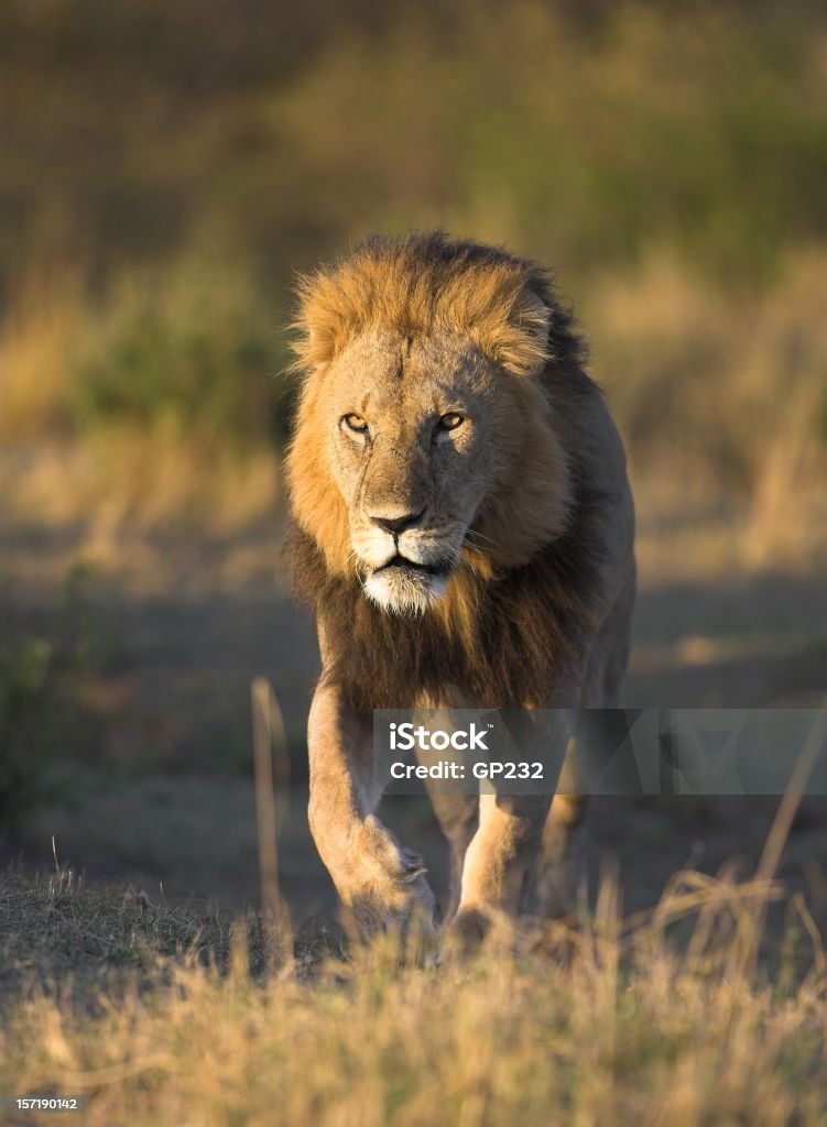 Macho Leão a rondar, Quênia - Foto de stock de Andar royalty-free