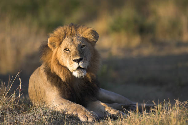 istock Lion resting in the morning sun 157190153