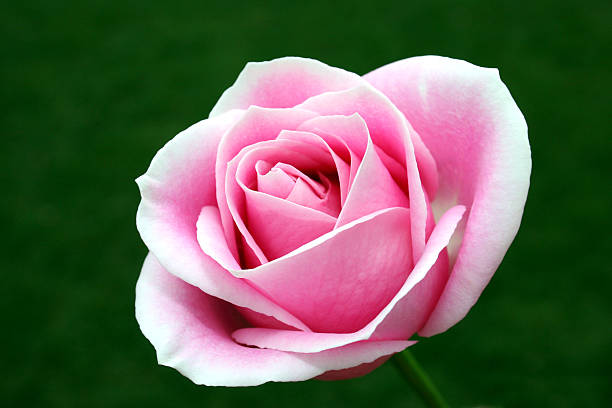Pink and white rose on dark green background stock photo