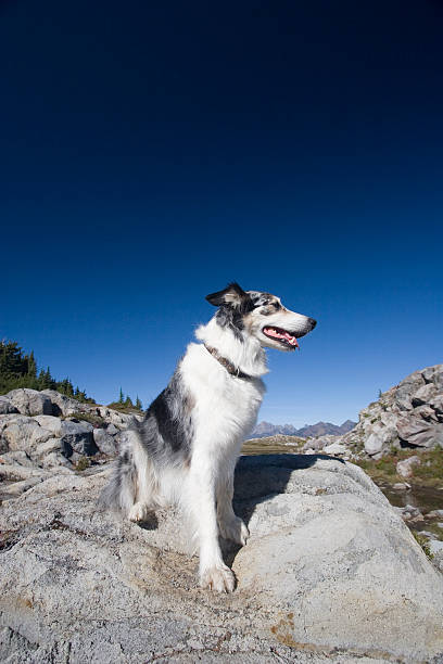 istock Sitting on top of the world 157190173