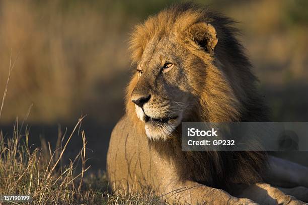 Foto de Leão Africanos e mais fotos de stock de Leão - Leão, Retrato, Animais Machos