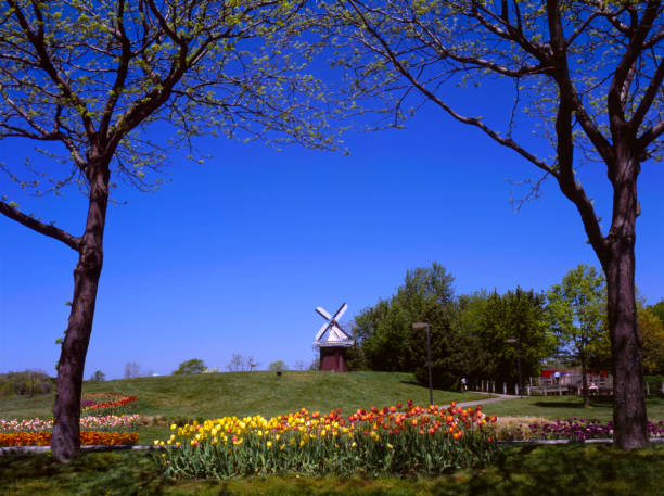 istock Tulip Festival I 157190207