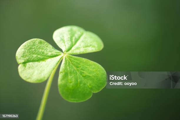 Closeup Of A Klee Stockfoto und mehr Bilder von Saint Patricks-Tag - Saint Patricks-Tag, Natur, Blatt - Pflanzenbestandteile