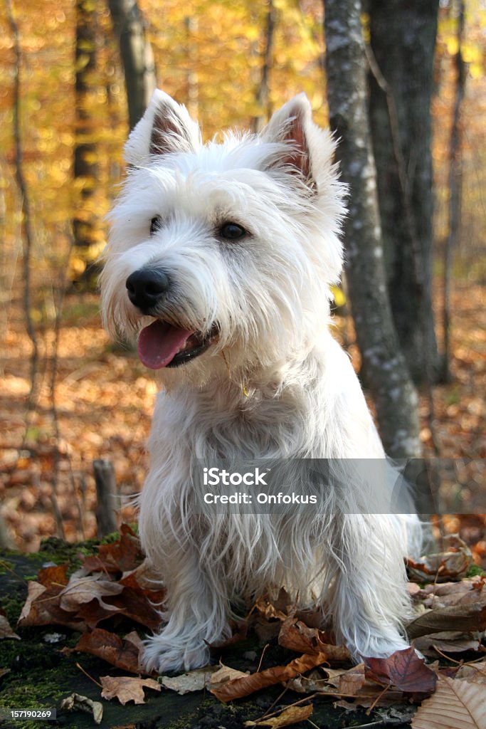 Westie Dog Sitting in a Forest in Autumn Season DSLR photo of a Westie (West Highland white terrier) dog in the forest in autumn. The dog is in foreground of the picture and is sitting on dried leaves on the ground. Trees are in the background of the picture with yellow leaves in fall.  West Highland White Terrier Stock Photo