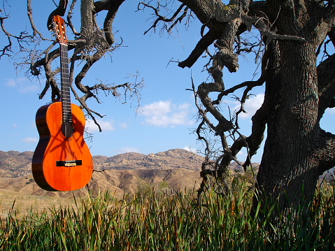                                Guitar in tree
