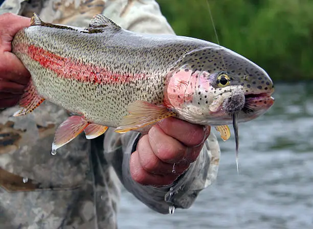 Getting ready to release this beautiful Rainbow Trout AKA Leopard Rainbow Trout. Caught in Alaska on the Kanektok River, fly fishing with a mouse pattern. You can see the "mouse fly" in his mouth.