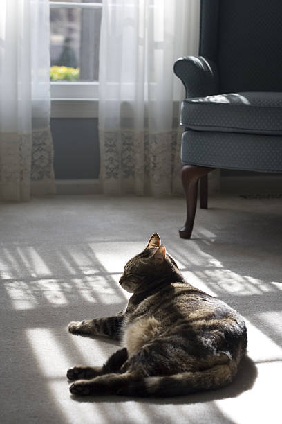cat shadow on curtain. and you can cat itsel also