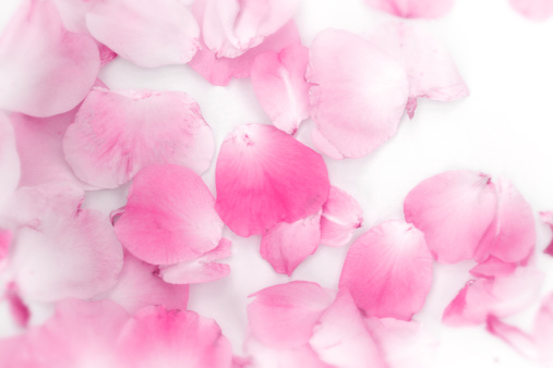 High Key photo of rose petals with nice soft focus.