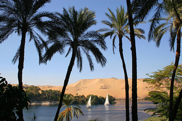 palmeras y barcos navegar por el nilo, asuán, egipto - felucca boat fotografías e imágenes de stock