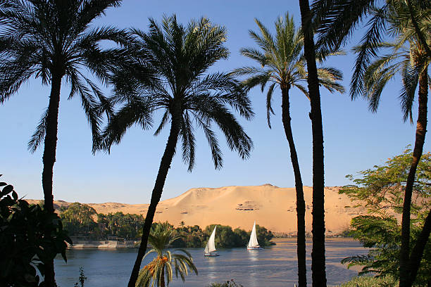 Palm trees and sail boats on the River Nile, Aswan, Egypt Feluccas on the Nile at Aswan, Egypt. felucca boat stock pictures, royalty-free photos & images