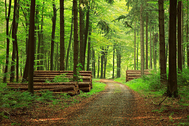 Caminho de floresta - fotografia de stock