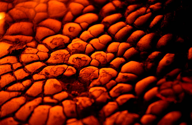 firebubbles stock photo