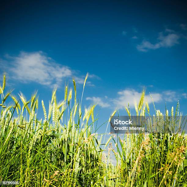 Весной Летом Кукурузное Поле — стоковые фотографии и другие картинки Без людей - Без людей, Весна, Время года