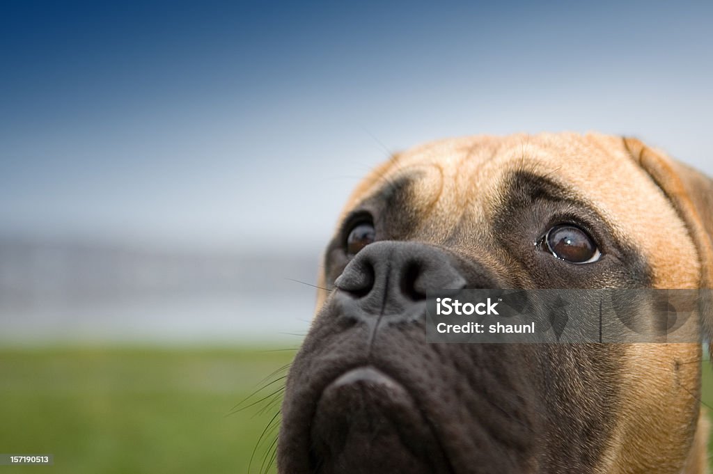 Puppydog olhos - Foto de stock de Bull Mastiff royalty-free