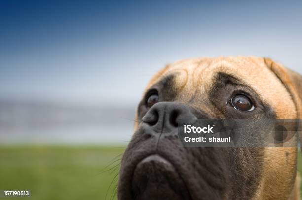 Foto de Puppydog Olhos e mais fotos de stock de Bull Mastiff - Bull Mastiff, Animal, Animal de estimação