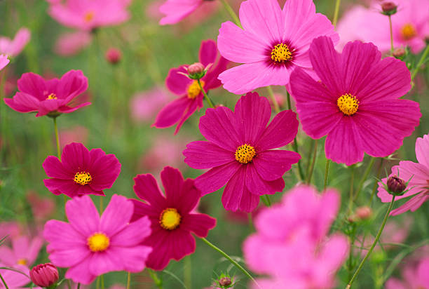 bunte kosmos blumen - schmuckkörbchen stock-fotos und bilder