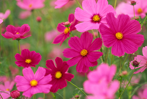 Beautiful cosmos flowers,Pink Cosmos Beautiful,Fresh natural pink beautiful plant flower