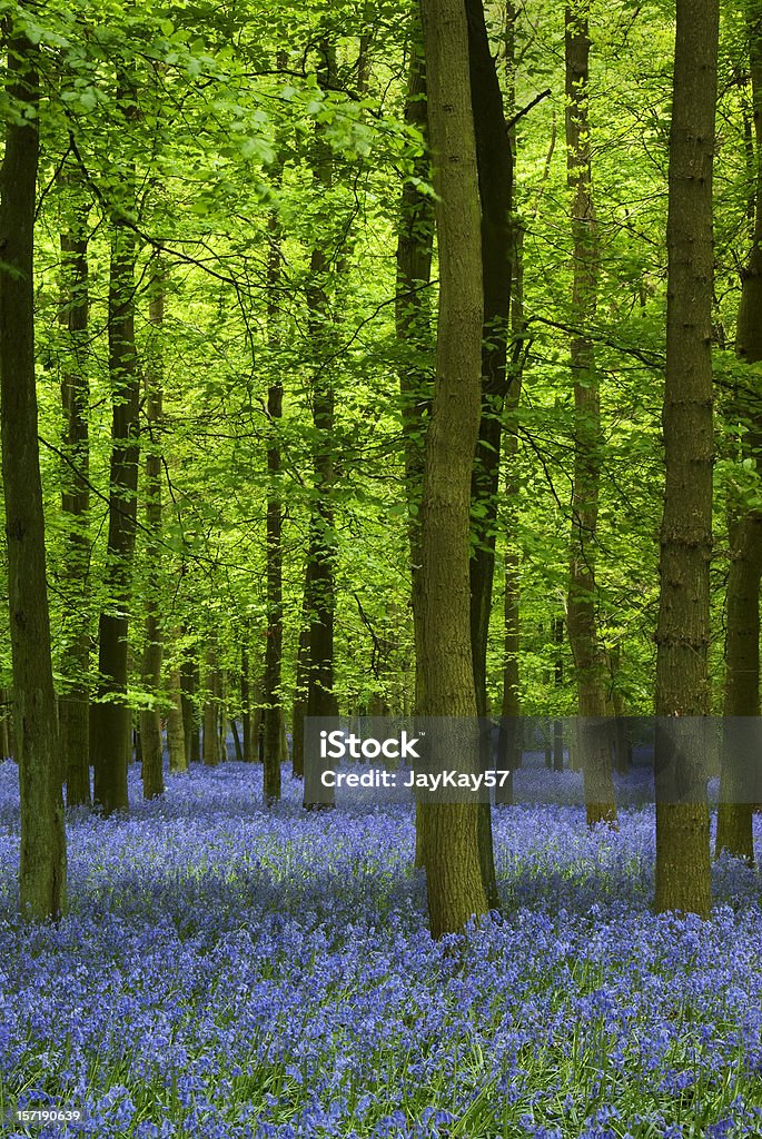 Tapete de bluebells em uma floresta - Royalty-free Ao Ar Livre Foto de stock