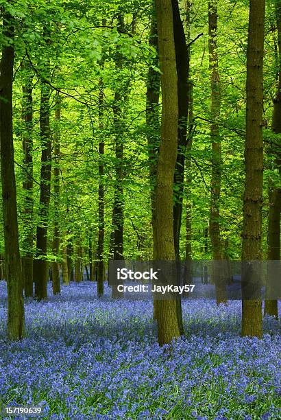 Tapete De Bluebells Em Uma Floresta - Fotografias de stock e mais imagens de Ao Ar Livre - Ao Ar Livre, Azul, Beleza