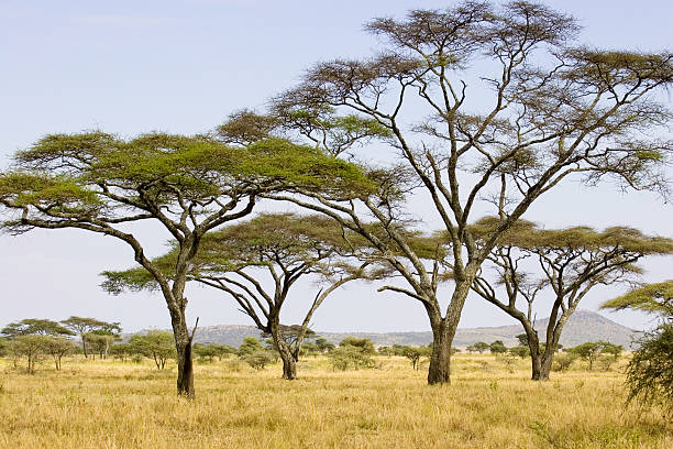 The Serengeti plains with acacia trees prominent in the foreground.  Low horizon with more acacia trees in the distance.  A mountain range rises from the horizon.  Landscape image taken during the summer using a Canon SLR camera.  Clear blue sky in the background with sparse yellow grass in the foreground.